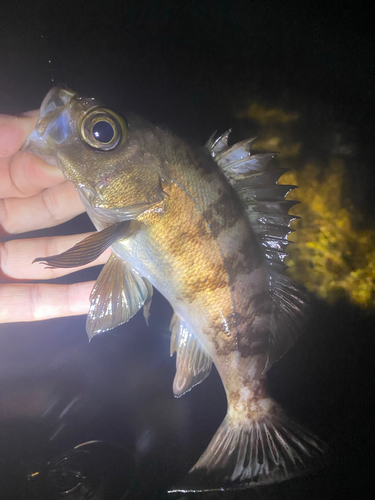 シロメバルの釣果