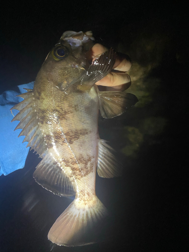 シロメバルの釣果