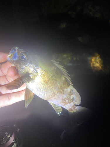 クロメバルの釣果