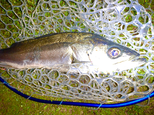 フッコ（マルスズキ）の釣果