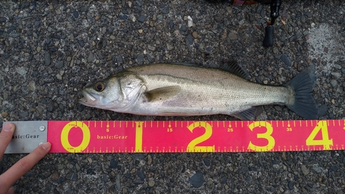 フッコ（マルスズキ）の釣果