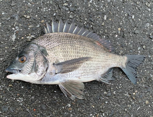 チヌの釣果