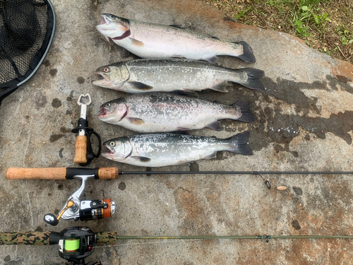 スチールヘッドの釣果