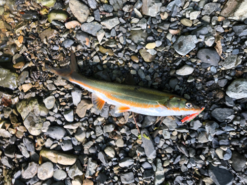 ウグイの釣果