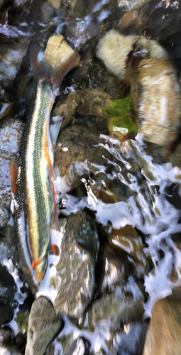 ウグイの釣果