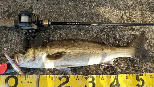 シーバスの釣果