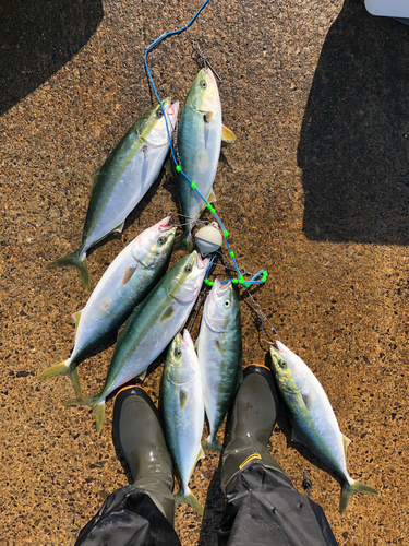 ワカナゴの釣果