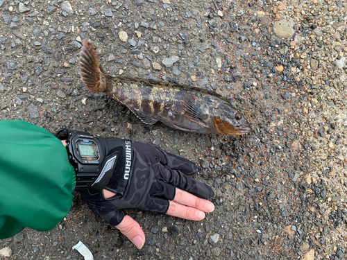 アイナメの釣果