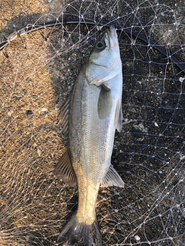 セイゴ（マルスズキ）の釣果