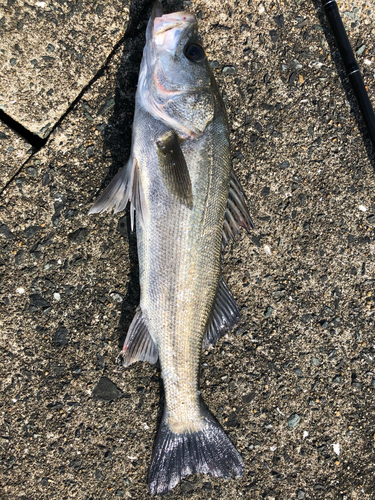 フッコ（マルスズキ）の釣果