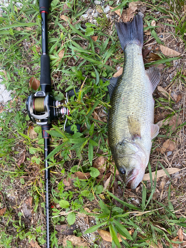 ブラックバスの釣果