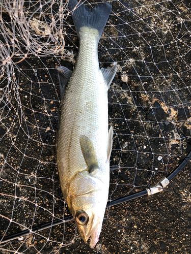 フッコ（マルスズキ）の釣果