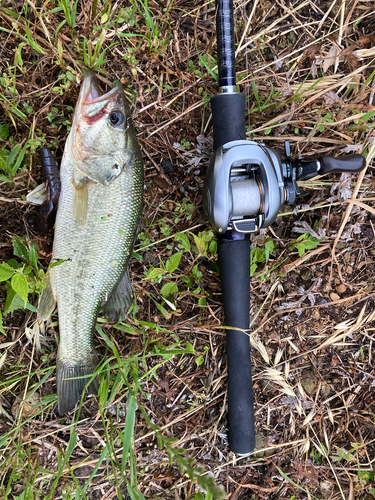 ラージマウスバスの釣果