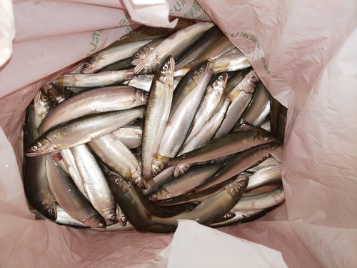 コアユの釣果