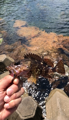 ガシラの釣果