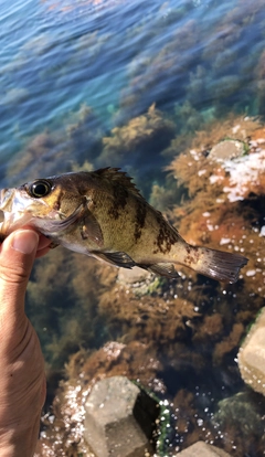 メバルの釣果