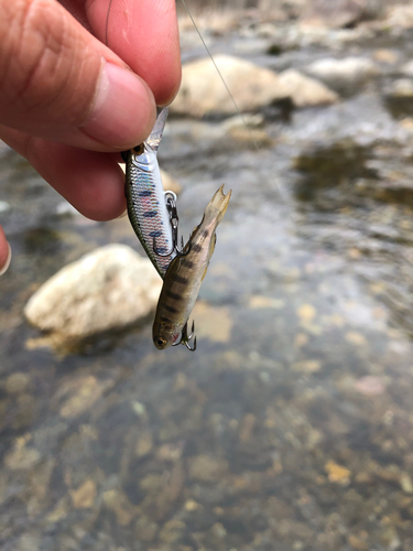 イワナの釣果