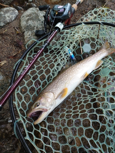 アメマスの釣果