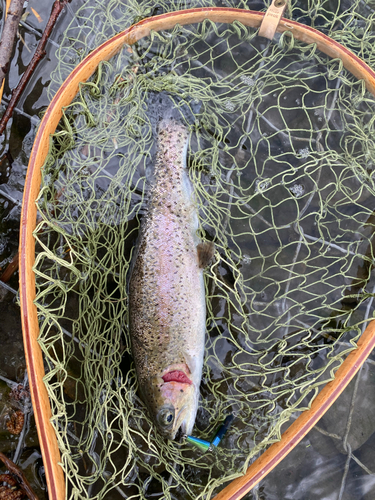 ニジマスの釣果