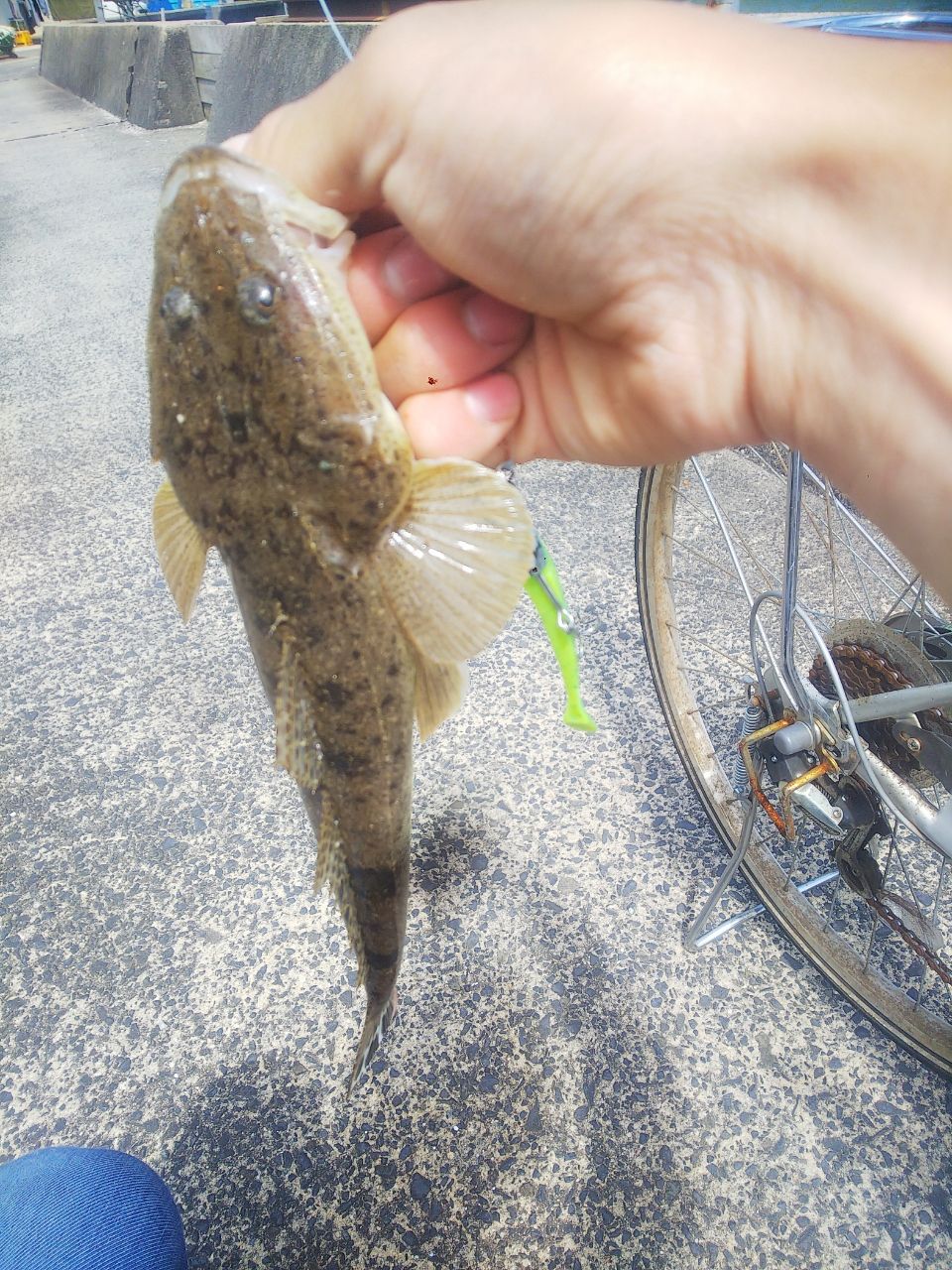 マゴチ