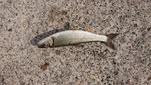 ウケクチウグイの釣果