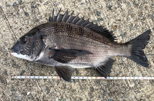 メイタの釣果