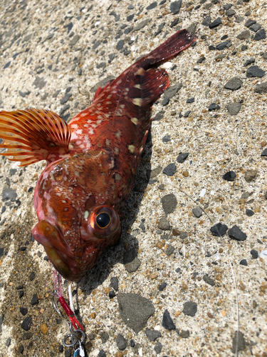 カサゴの釣果