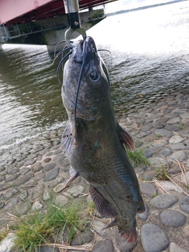 アメリカナマズの釣果