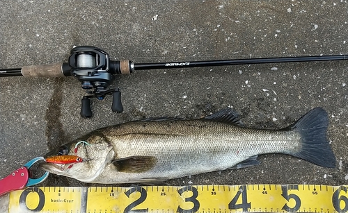 シーバスの釣果