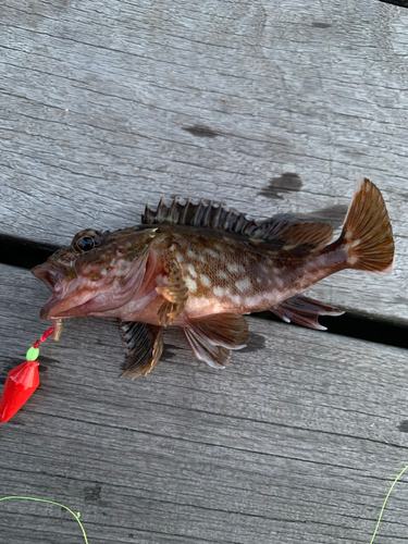 カサゴの釣果