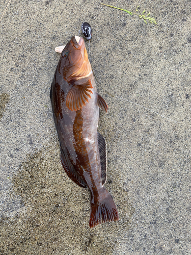 アイナメの釣果