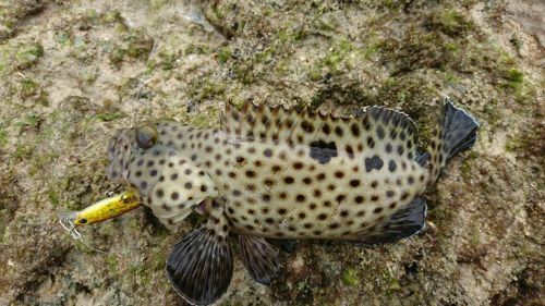 キビレハタの釣果