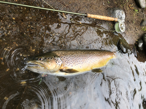 ブラウントラウトの釣果