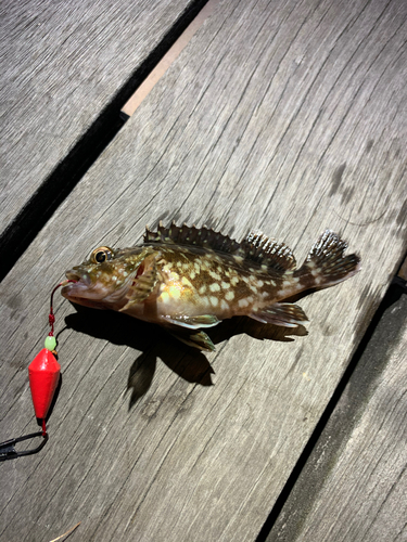 カサゴの釣果