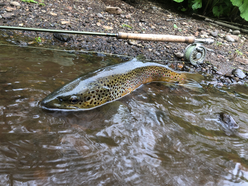 ブラウントラウトの釣果