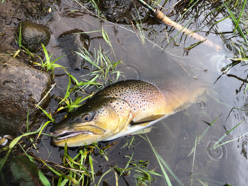 ブラウントラウトの釣果