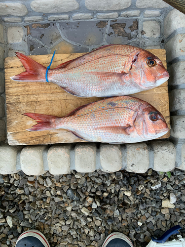 マダイの釣果