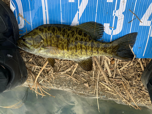 スモールマウスバスの釣果