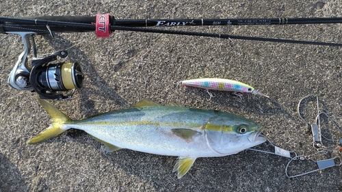 イナダの釣果