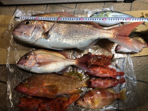 タイの釣果