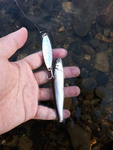 アユの釣果