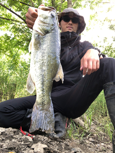 ブラックバスの釣果