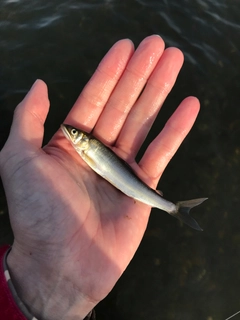 アユの釣果