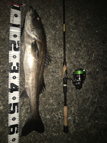 シーバスの釣果