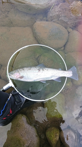 ニジマスの釣果