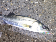 フッコ（マルスズキ）の釣果