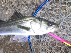 フッコ（マルスズキ）の釣果