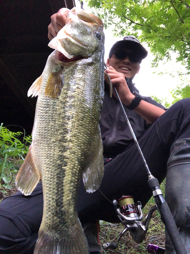 ブラックバスの釣果