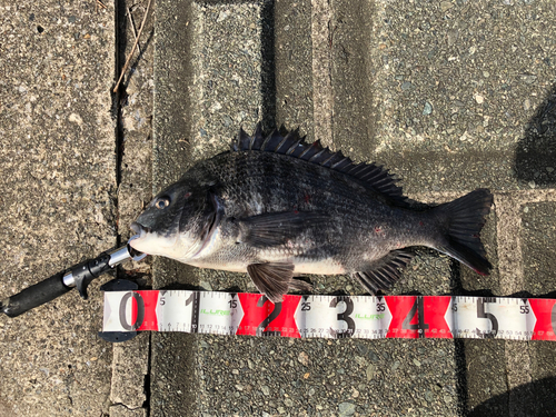 クロダイの釣果