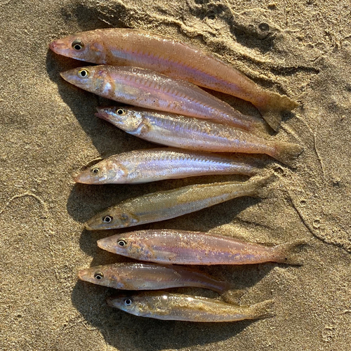 キスの釣果